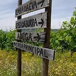 Lemon Tree At Terrus Winery * Barro (Vila Real)