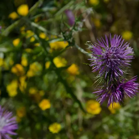Lemon Tree At Terrus Winery Feriehus