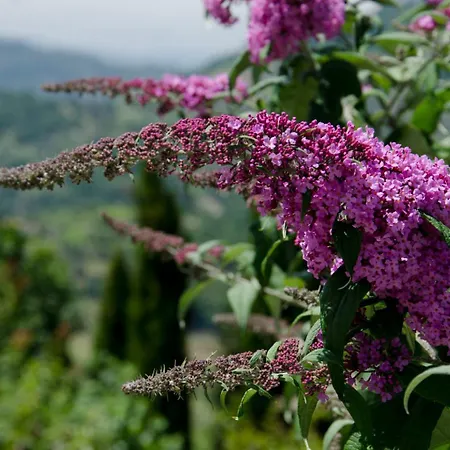 Lemon Tree At Terrus Winery Feriehus *