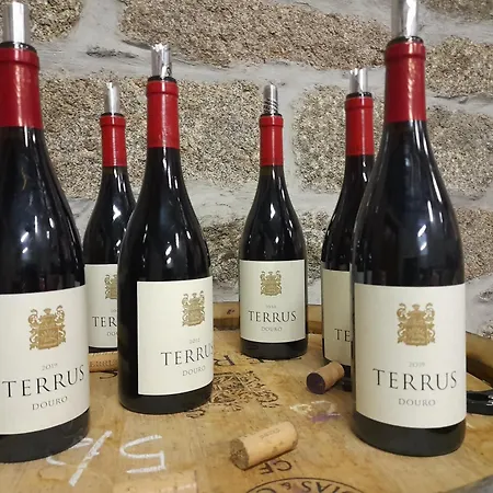 Lemon Tree At Terrus Winery