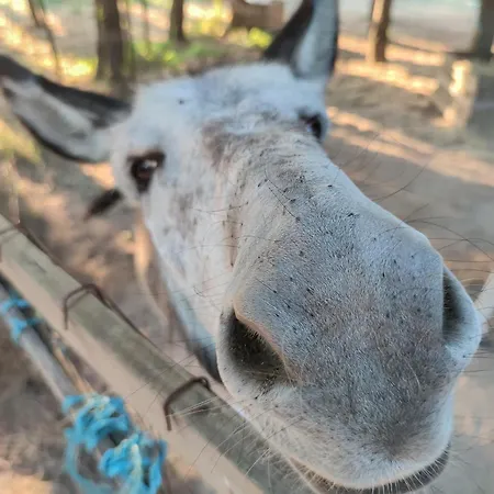 Lemon Tree At Terrus Winery Barro (Vila Real)
