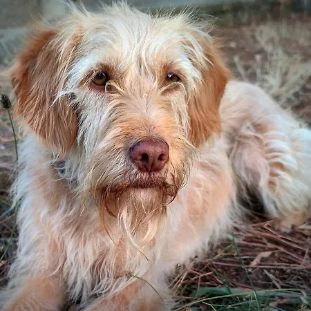 Lemon Tree At Terrus Winery Tatil Evi *