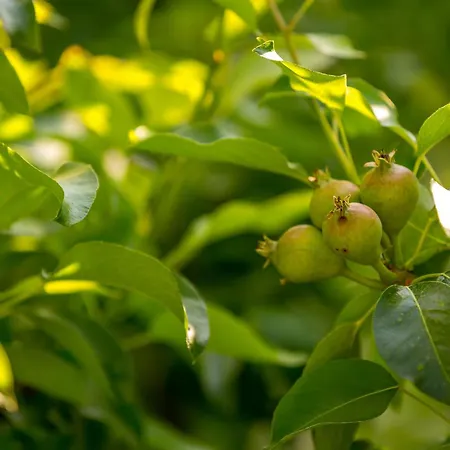 Casa vacanze Lemon Tree At Terrus Winery