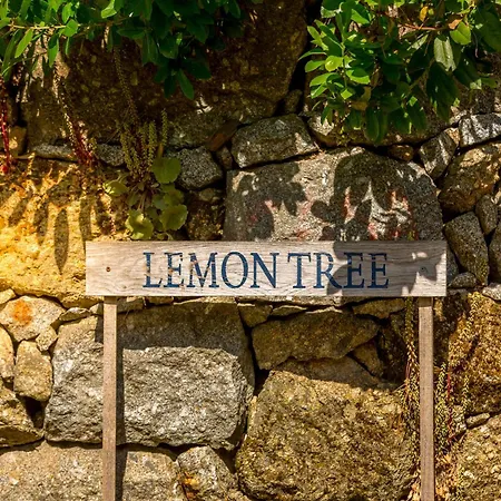 Lemon Tree At Terrus Winery Nyaraló Barro (Vila Real)