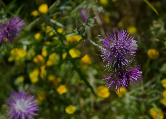 Lemon Tree At Terrus Winery Сasa de vacaciones