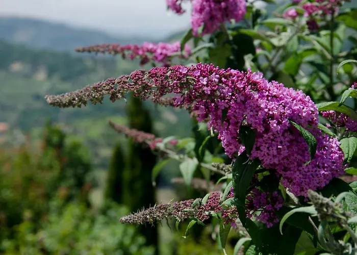 Lemon Tree At Terrus Winery Feriehus *
