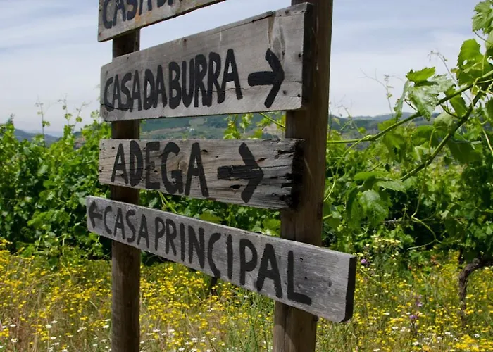 Lemon Tree At Terrus Winery * Barro (Vila Real)