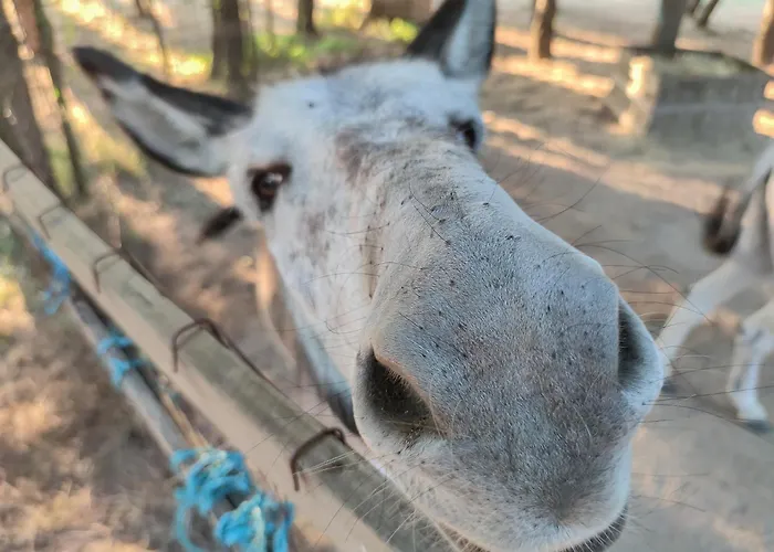 Lemon Tree At Terrus Winery Barro (Vila Real)