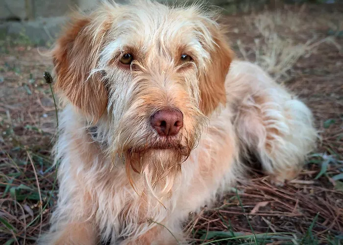 Lemon Tree At Terrus Winery Feriehus *